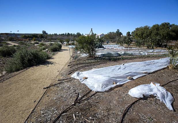 Row covers are shown over Walla Walla onions in a vegetable garden at the University of Nevada Cooperative Extension, 8050 Paradise Rd., Wednesday, Feb. 22, 2017. .