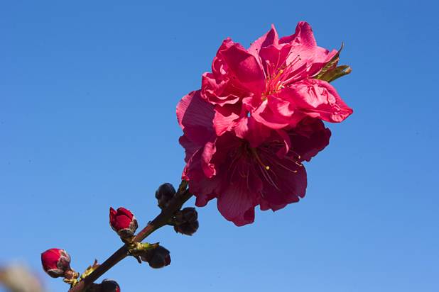 Blossoms are shown on a a Babcock White Peach tree at the University of Nevada Cooperative Extension, 8050 Paradise Rd., Wednesday, Feb. 22, 2017. .