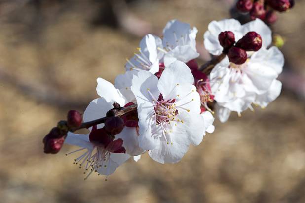 Blossoms are shown on a Moorpark Apricot tree at the University of Nevada Cooperative Extension, 8050 Paradise Rd., Wednesday, Feb. 22, 2017. .