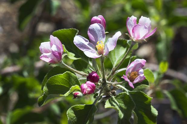 Blossoms are shown on a Pink Lady apple tree at the University of Nevada Cooperative Extension, 8050 Paradise Rd., Wednesday, Feb. 22, 2017. Pink Ladies need only about 200 to 400 hours but require cross-pollination with another apple tree to generate fruits consistently. .