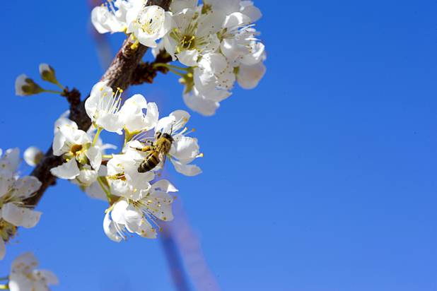 A bee lands on the blossoms of a Flavor Grenade Pluot, a plum-apricot hybrid, at the University of Nevada Cooperative Extension, 8050 Paradise Rd., Wednesday, Feb. 22, 2017. .