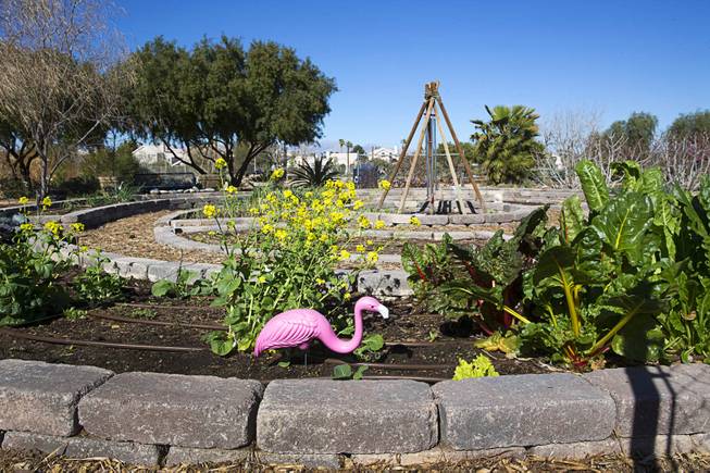 A student garden is shown at the University of Nevada Cooperative Extension, 8050 Paradise Rd., Wednesday, Feb. 22, 2017.