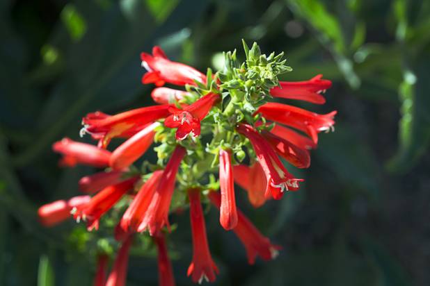 Blossoms are shown on a Firecracker Penstemon at the University of Nevada Cooperative Extension, 8050 Paradise Rd., Wednesday, Feb. 22, 2017. .