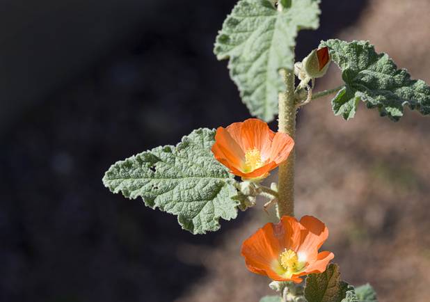 Blossoms are shown on a Globe Mallow at the University of Nevada Cooperative Extension, 8050 Paradise Rd., Wednesday, Feb. 22, 2017. .