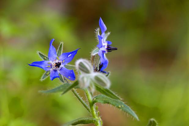 Borage, also known as Starflower, blossoms are shown at the University of Nevada Cooperative Extension, 8050 Paradise Rd., Wednesday, Feb. 22, 2017. .