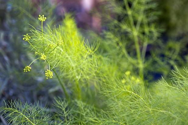 Dill grows in an herb garden at the University of Nevada Cooperative Extension, 8050 Paradise Rd., Wednesday, Feb. 22, 2017. .