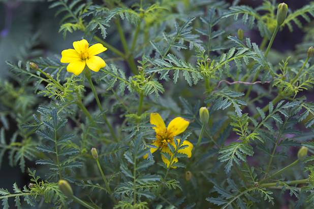 Signet Marigold, an edible flower, is shown at the University of Nevada Cooperative Extension, 8050 Paradise Rd., Wednesday, Feb. 22, 2017. .