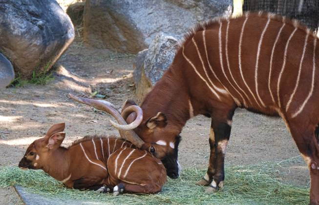 Rare Baby Antelope