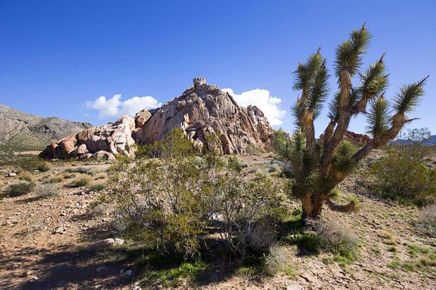 A view in the Whitney Pockets area in Gold Butte National Monument Thursday, Feb. 23, 2017.