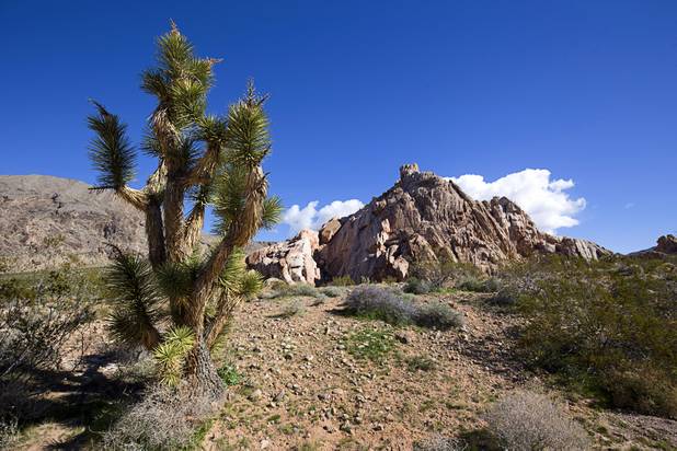 A view in the Whitney Pockets area in Gold Butte National Monument Thursday, Feb. 23, 2017.
