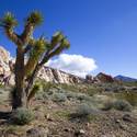 Gold Butte National Monument