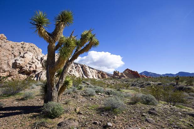 A view in the Whitney Pockets area in Gold Butte National Monument Thursday, Feb. 23, 2017.