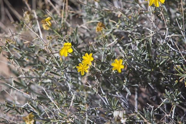 Wildflowers bloom in Gold Butte National Monument Thursday, Feb. 23, 2017.