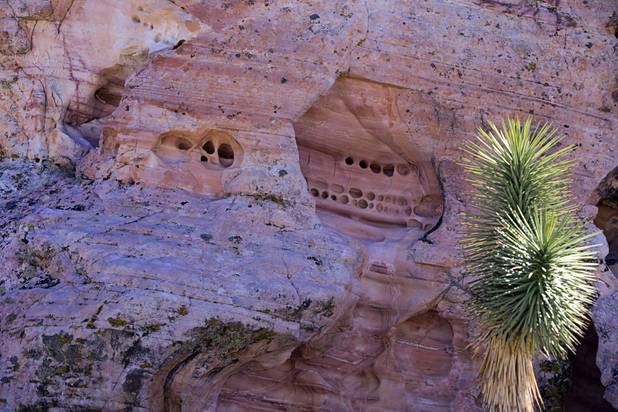 Erosion is shown in a cliff face in Gold Butte National Monument Thursday, Feb. 23, 2017.
