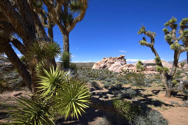 A view of Joshua Trees near Calvin's Rock in Gold Butte National Monument Thursday, Feb. 23, 2017.