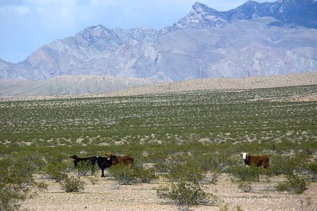 Cattle graze in the Gold Butte area Thursday, Feb. 23, 2017.