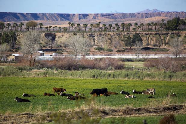 Cattle are shown at the Bundy Ranch in Bunkerville Thursday, Feb. 23, 2017.