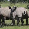 Rhinos line up at the Welgevonden Game Reserve in South Africa on March 8. While South Africa is moving ahead with plans to allow a domestic trade and limited export of rhino horns, alarming many conservationists who believe rhinos will be more vulnerable to poachers, a bill in the Nevada Legislature would create state penalties for the sale of products that have parts from elephants, rhinoceros and more than a dozen other species.
