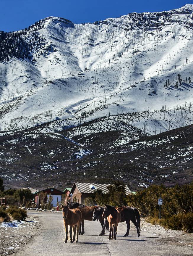 Horses wander near homes on Cold Creek Road about an hour outside of Las Vegas.