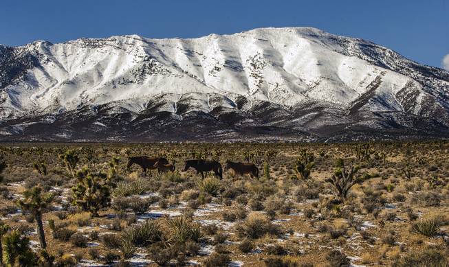 Horses and a foal follow make their way about the Spring Mountains area near Cold Creek on Tuesday, February 28, 2017.