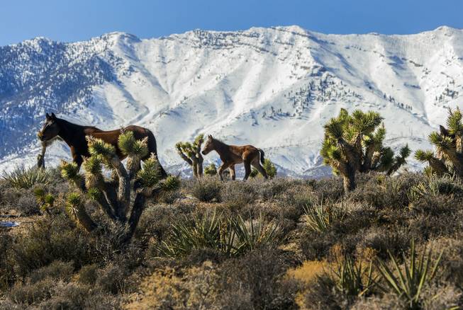 Wild horses make their way through the Spring Mountains rangeland near Cold Creek Feb. 28, 2017. Lead concentrations more than 30 times above safe levels have been identified in the soil of some portions of Lovell Canyon. Activists believe that unauthorized target shooting in the area is to blame.