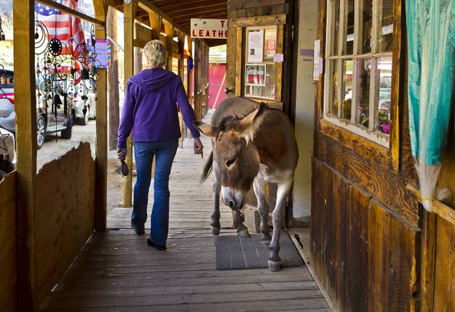 A wild burro wanders about Oatman, Arizona, a small town southeast of Las Vegas with lots of character on Saturday, November 17, 2013.