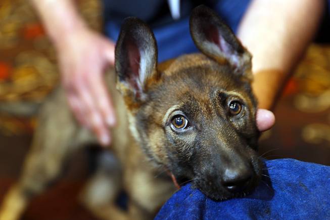 Vasilli, a 10-week-old German Shepherd, plays with a toy by the K-9 Defense booth during the annual Police K-9 Conference and Vendor Show at the Tuscany Thursday, March 16, 2017.