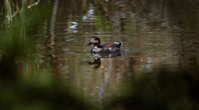A Mallard swims about one of the ponds as the ...