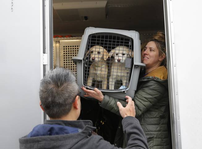 Dogs saved from South Korea
