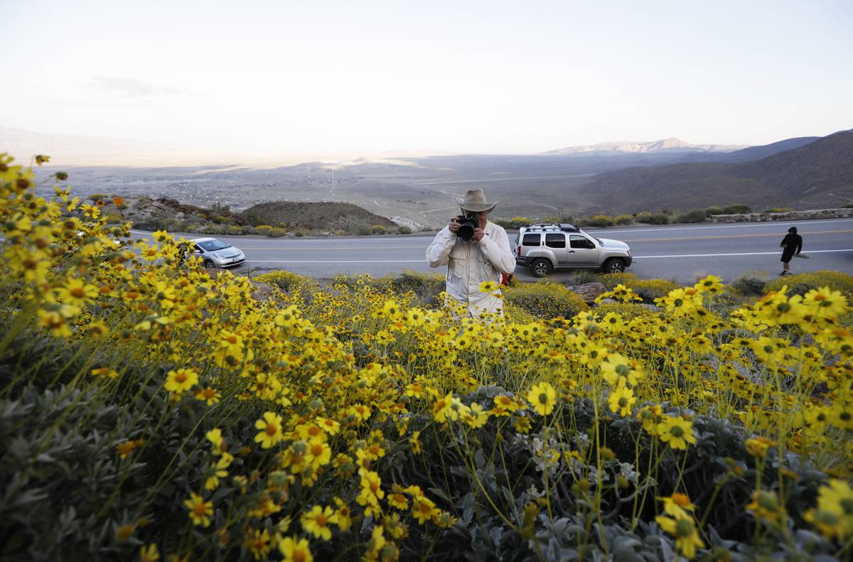 Wildflowers, dormant for years, bloom across California Las Vegas Sun
