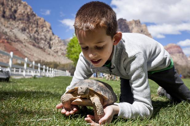 Tristan Kapitan plays with Abigail, a desert tortoise during the Mojave Spring Fling event at Spring Mountain Ranch, Saturday, April 1, 2017.
