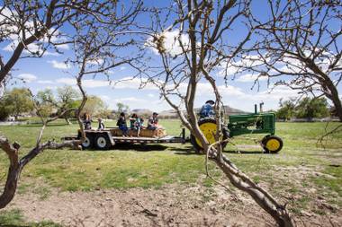 Attendees take a tractor ride during the Mojave Spring Fling event at Spring Mountain Ranch, Saturday, April 1, 2017.