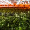 Plants in a grow room at Ermont’s medical marijuana dispensary in Quincy, Mass., March 29, 2017. Across the country, the booming medical marijuana sector is putting use to dilapidated warehouses and industrial buildings like this one, reshaping blighted neighborhoods and sending property values soaring. 
