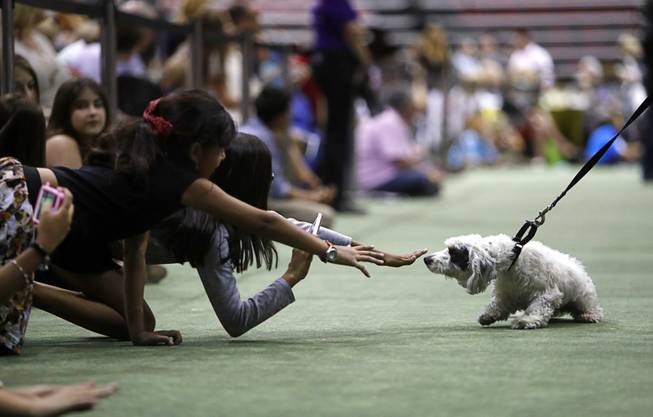 Children reach out to Cali, a six-month-old Havanese puppy, during the Animal Foundation's 14th annual "Best in Show" event at the Thomas & Mack Center Sunday, April 23, 2017. The show, which included a VIP brunch and both live and silent auctions, is the Animal Foundations largest fundraising event.