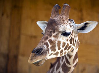 Ozzie, a three-year-old giraffe, looks out from his enclosure before a collaborative painting session with artist Donovan Fitzgerald at the Lion Habitat Ranch in Henderson Thursday, April 27, 2017.