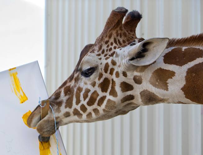 Ozzie, a three-year-old giraffe, works on a painting at the Lion Habitat Ranch in Henderson Thursday, April 27, 2017.