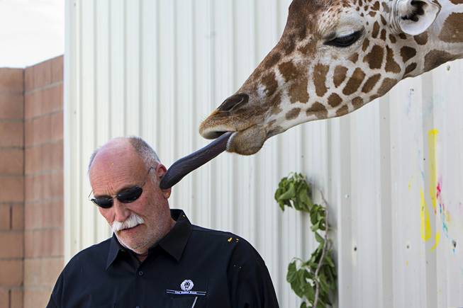 Ozzie, a three-year-old giraffe, gives a lick to ranch owner Keith Evans during a collaborative painting session with artist Donovan Fitzgerald at the Lion Habitat Ranch in Henderson Thursday, April 27, 2017.