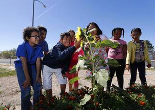 Fourth graders pose for a photo at the Parson's Patch garden at Parson Elementary School Tuesday, May 2, 2017.