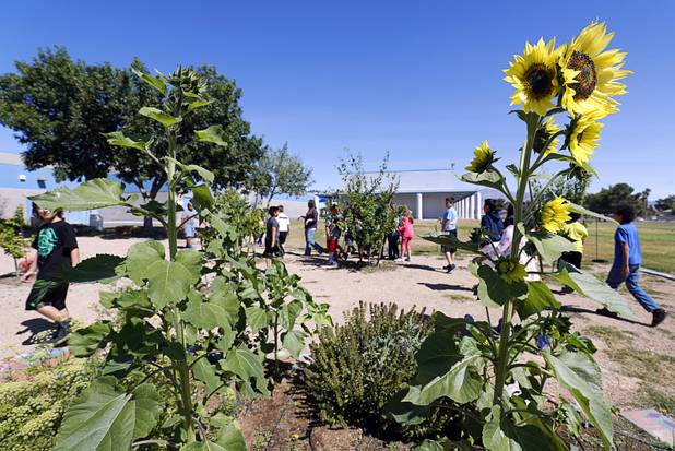 A sunflower is shown in the Parson's Patch garden at Parson Elementary School Tuesday, May 2, 2017.