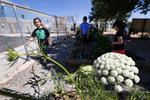 A flowering carrot top is shown in the Parson's Patch garden at Parson Elementary School Tuesday, May 2, 2017.