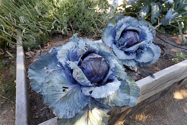Purple cabbage grows in a raised-bed in the Parson's Patch garden at Parson Elementary School Tuesday, May 2, 2017.