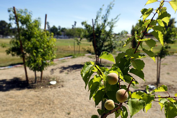 Furit trees are shown in the Parson Patch garden at Parson Elementary School Tuesday, May 2, 2017. The garden has apricot, peach, pluot, plum, fig and apple trees.