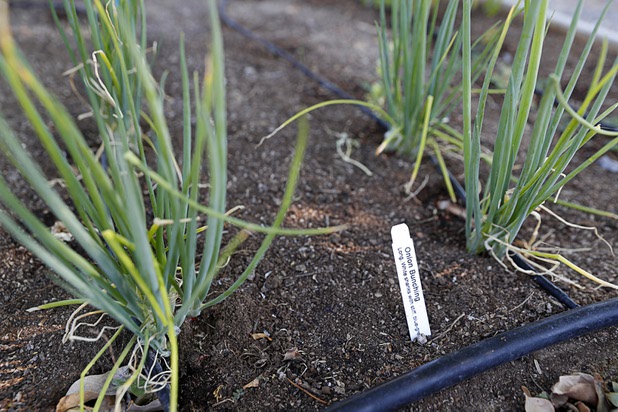 Green onions are shown in a raised-bed garden at Parson Elementary School Tuesday, May 2, 2017.