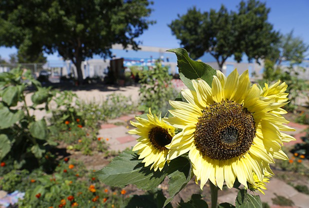 A sunflower is shown in the Parson Patch garden at Parson Elementary School Tuesday, May 2, 2017.