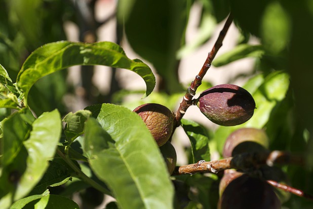 Figs are shown on a tree in the Parson Patch garden at Parson Elementary School Tuesday, May 2, 2017. The garden also has apricot, peach, pluot, plum and apple trees.