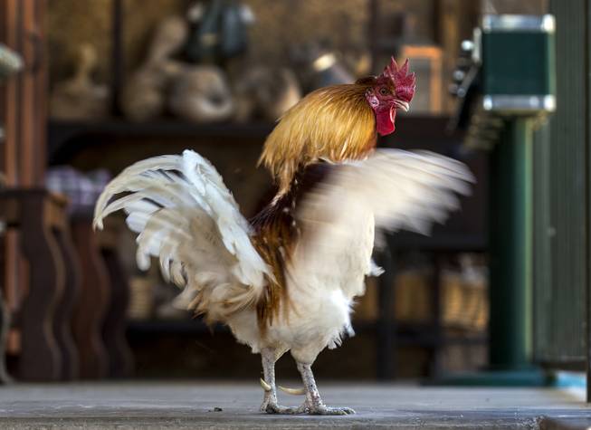 A rooster flaps his wings at The Las Vegas Farm ...