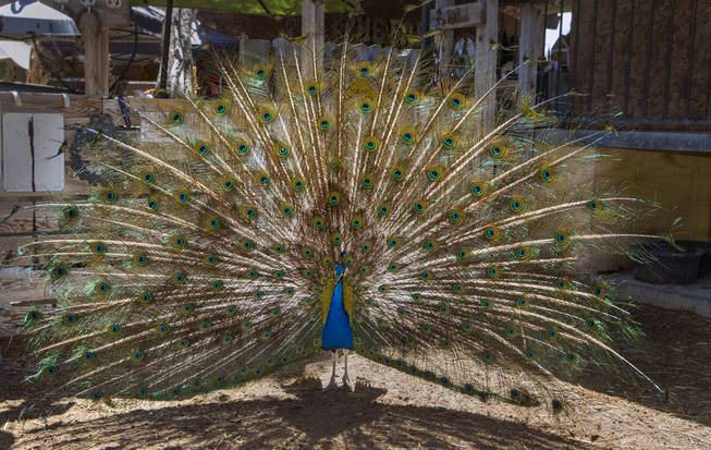 A peacock unfurls his feathers at The Las Vegas Farm ...