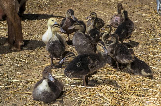 Ducklings take a stroll at The Las Vegas Farm with ...