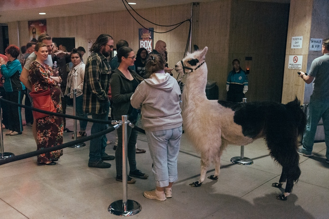 Cusco, Zappos' llama mascot, entertains festival goers as they wait ...