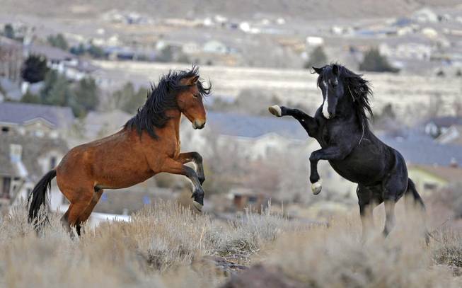 Nevada Wild Horses